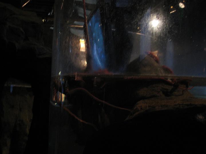 Seattle Aquarium 27.JPG